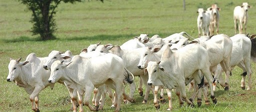 Paraná inicia campanha de atualização do rebanho nesta sexta, 1º de maio