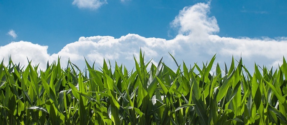 Crédito Rural: repasses da safra 2019/20 atingem 55% do valor anunciado pelo governo federal