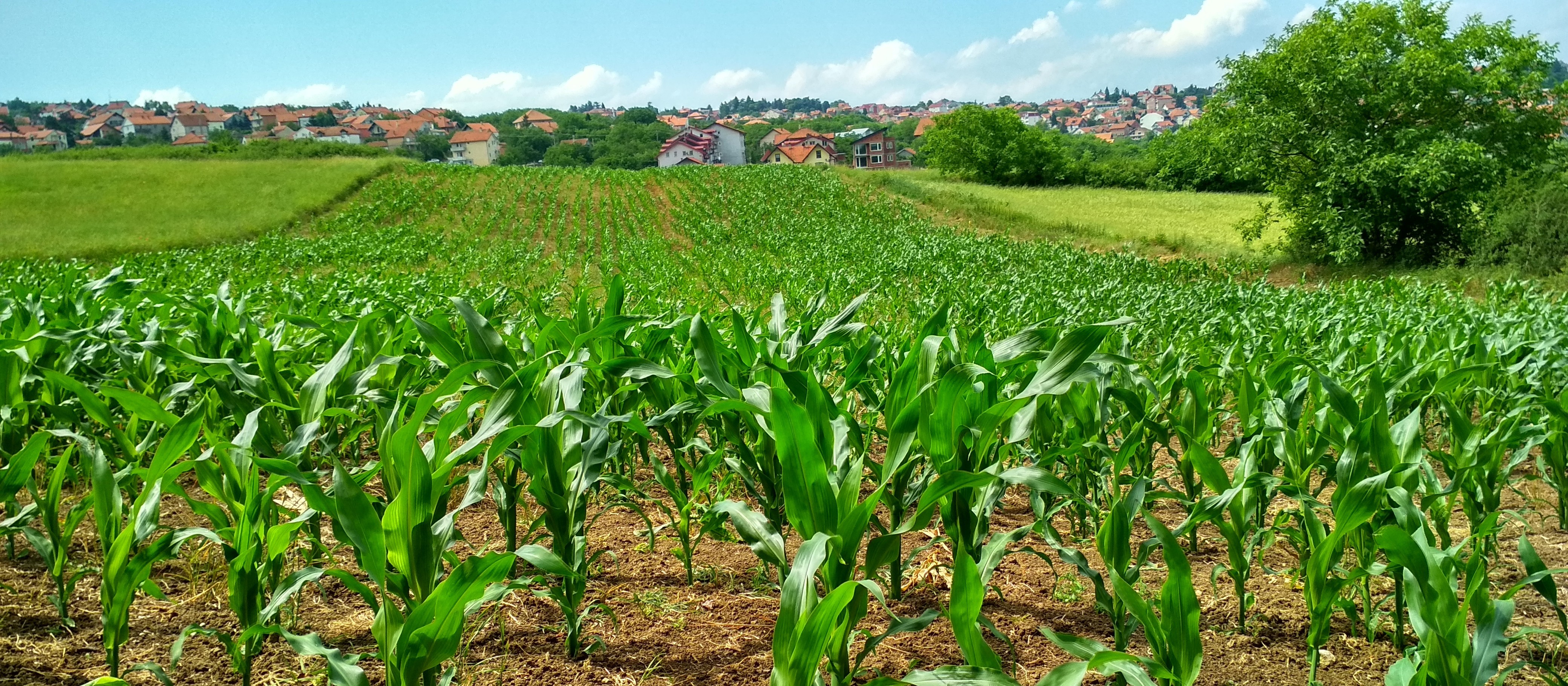 Paraná manteve liderança em contratação de seguro rural em 2019