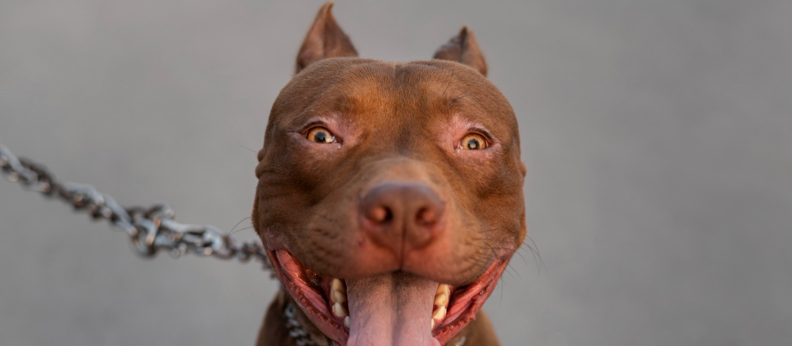 Como evitar ataques de pitbull