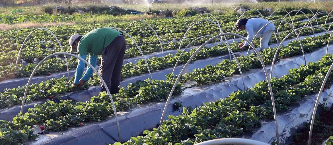 Condições climáticas ajudam produtores nas primeiras semanas do ano