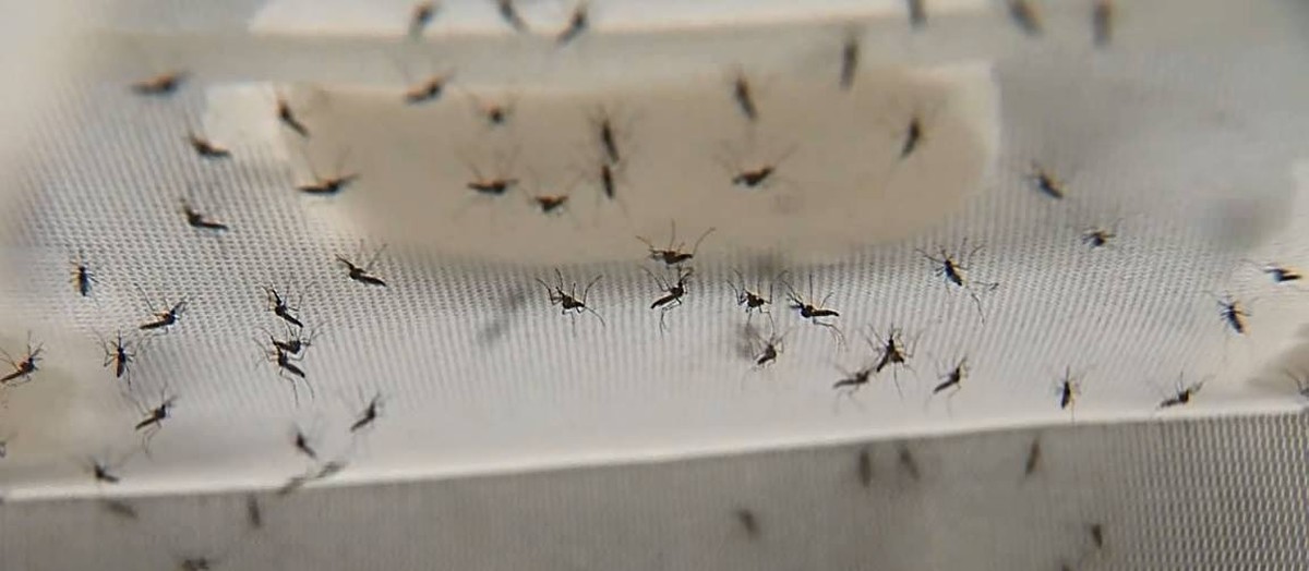 Paranacity entra em epidemia de dengue