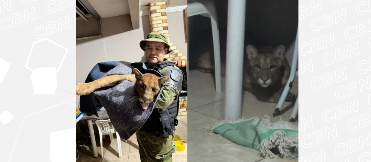 Onça-parda encontrada por moradores em casa em Maringá é devolvida à natureza; veja vídeo