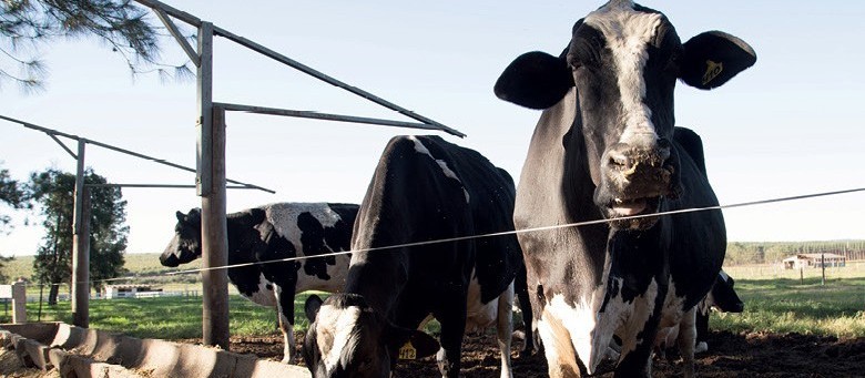 Arroba da vaca gorda custa R$ 140 em Maringá e Paranavaí