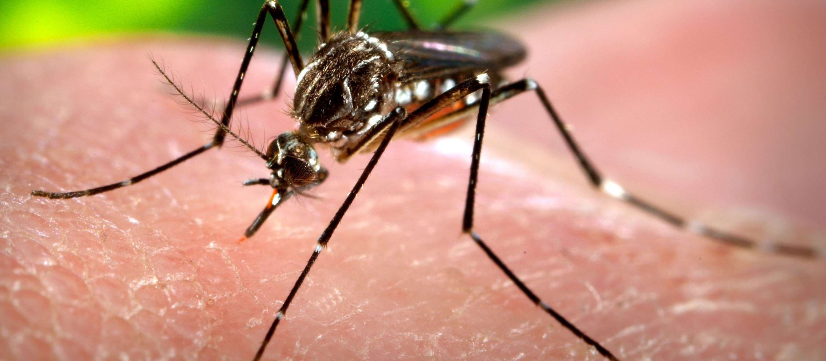 Onde estão os 20 mil jovens que ainda precisam se vacinar contra a dengue? 