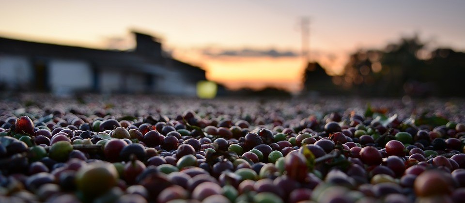 Café custa R$ 6,10 kg em Maringá