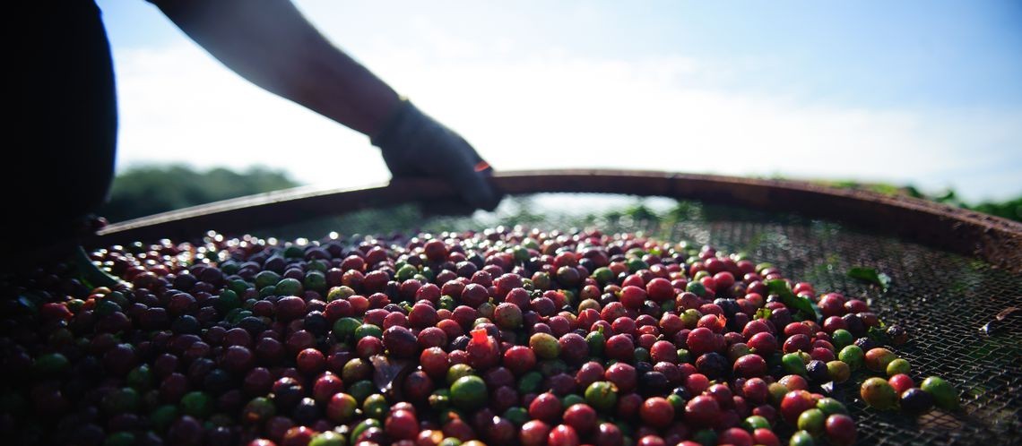 Devido a geada, café terá colheita 'cheia' este ano 