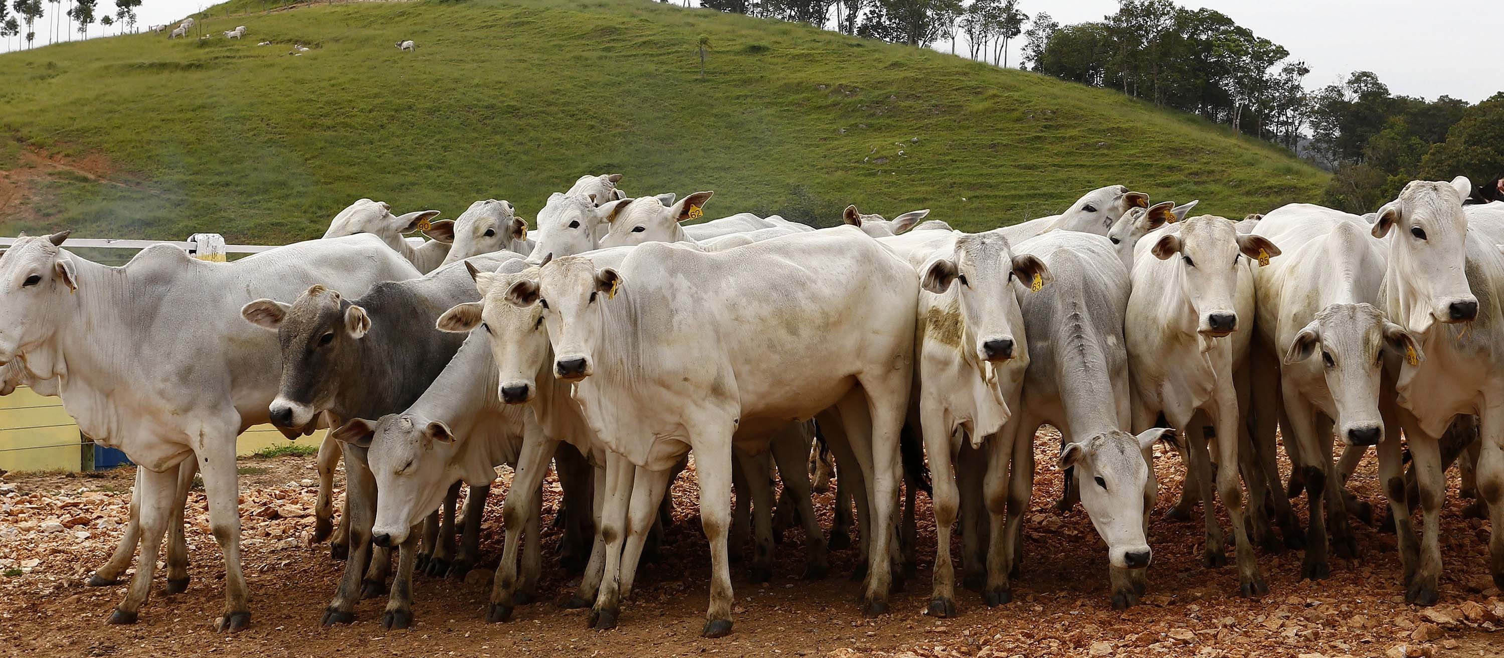 Publicação realizada pela Embrapa detalha informações sobre a área ocupada pela agropecuária