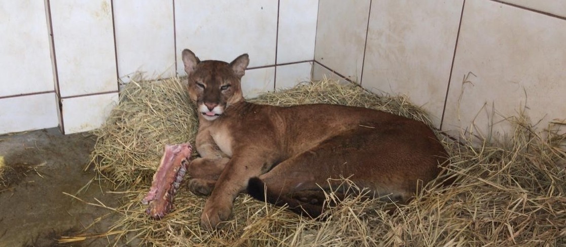 Veterinária de animais silvestres atende de onça a cobra; Fotos