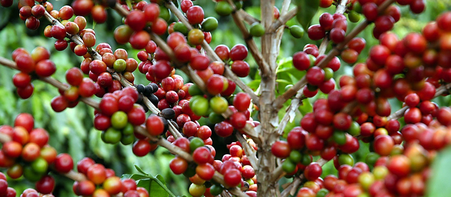 Preço do café em coco está em queda