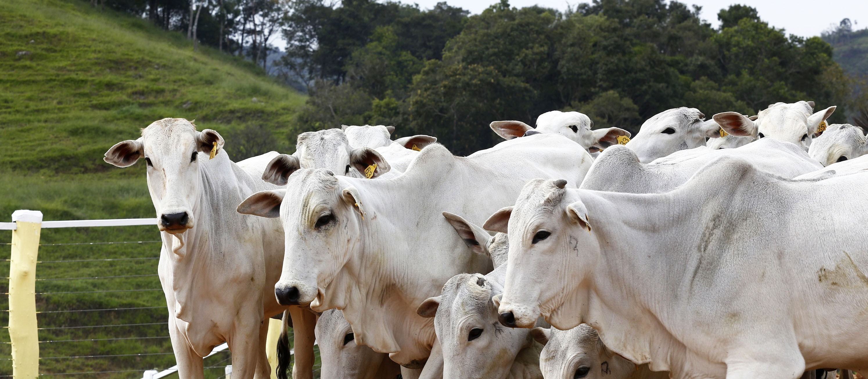 Cotações do boi gordo bateram recorde em janeiro