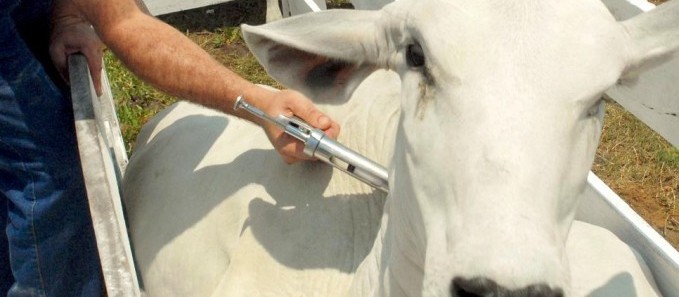 Retirada da vacina contra a febre aftosa no Paraná ocasiona vantagens ao produtor