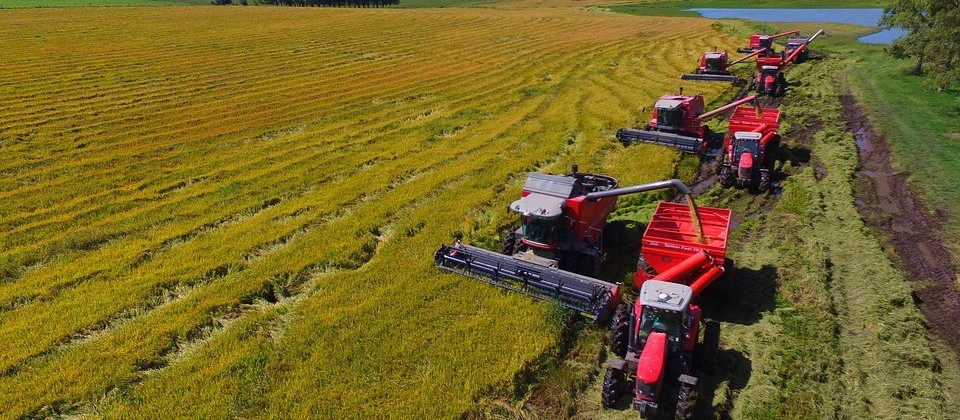 Colheita do arroz tem menor rendimento nesta safra