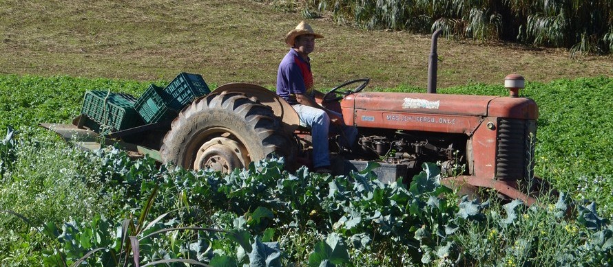 Pequenos agropecuaristas também aderem ao ILPF