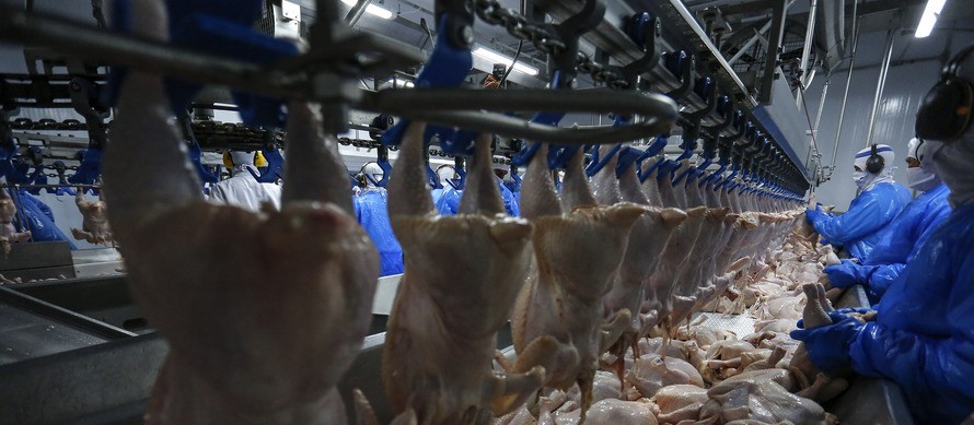 Brasil exportou 396 mil toneladas de carne de frango em março