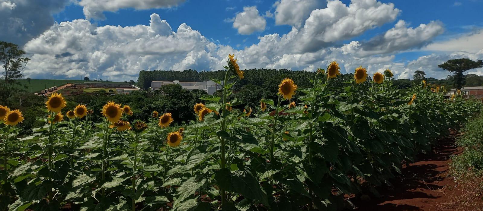 Centro Universitário abre campo de girassol à visitação pública
