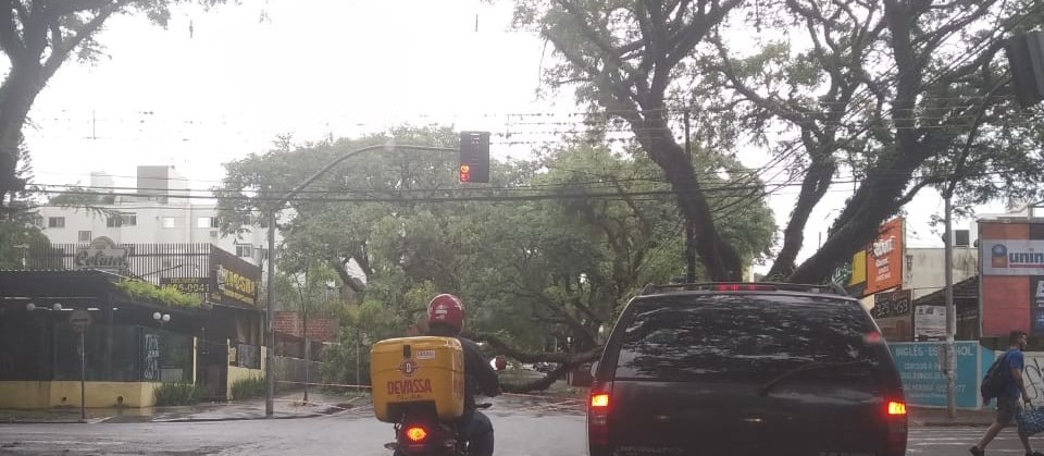 12 árvores caíram em Maringá por conta da chuva