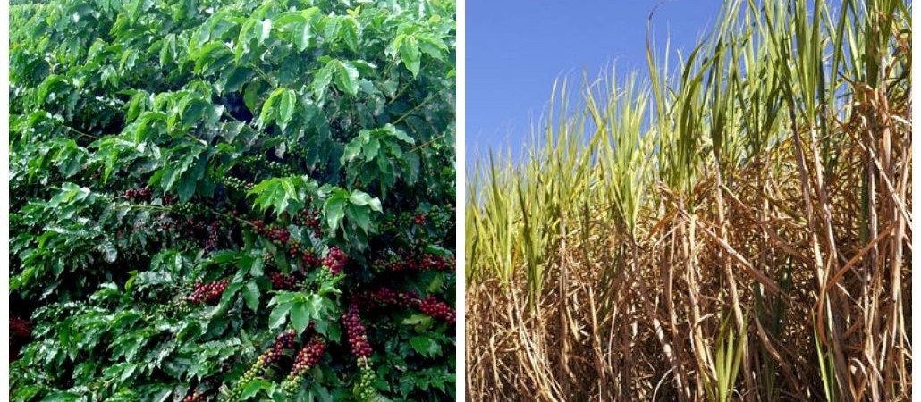 Severa estiagem acende alerta para safras de café e cana de 2019