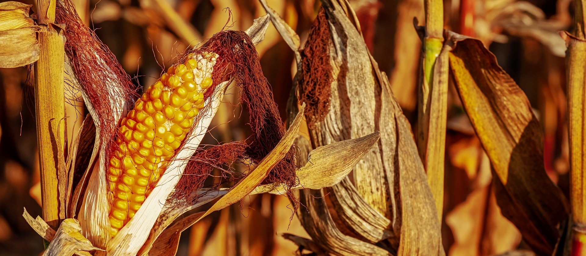 Governo vai retirar tarifas de importação de arroz, milho e soja