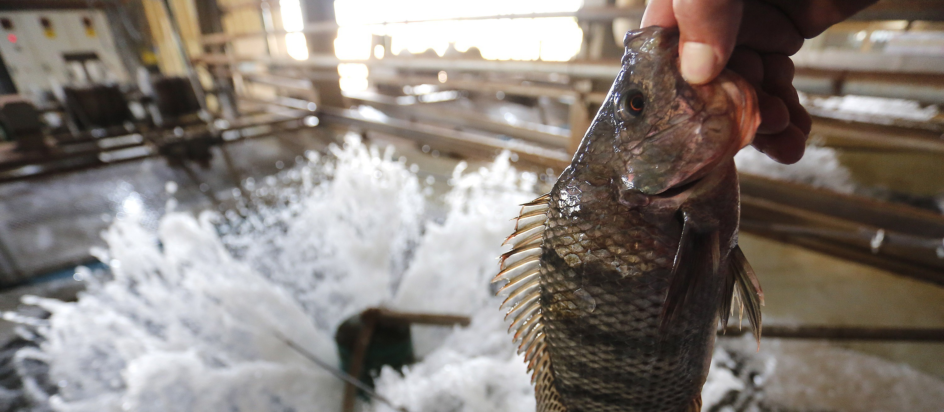 Paraná é o maior produtor de peixes produzidos em cativeiro