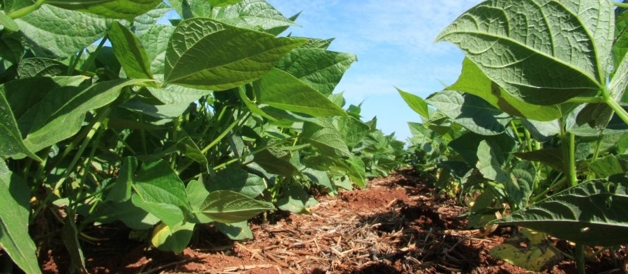 Clima ruim para plantio de milho pode levar produtores a plantarem soja nos EUA 