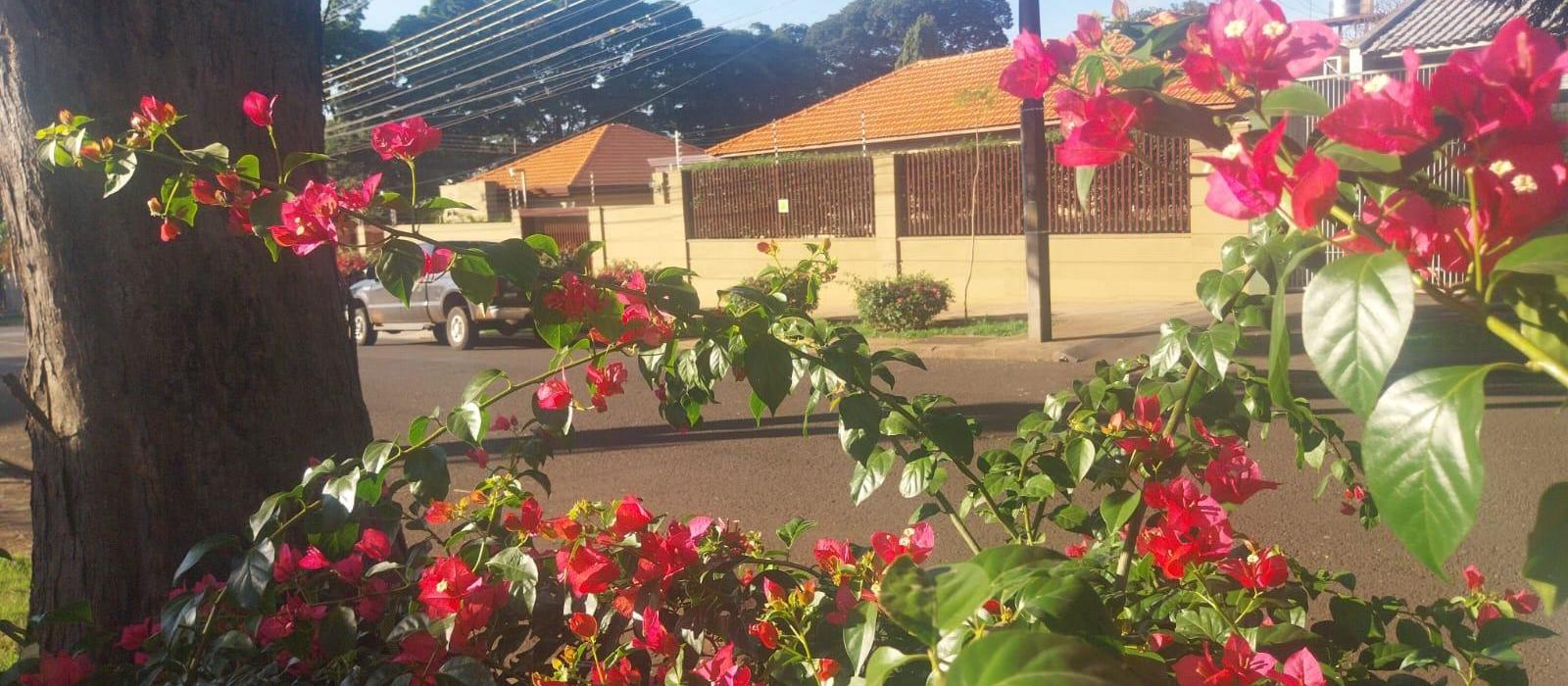 Domingo de tempo firme em Maringá e máxima de 27ºC