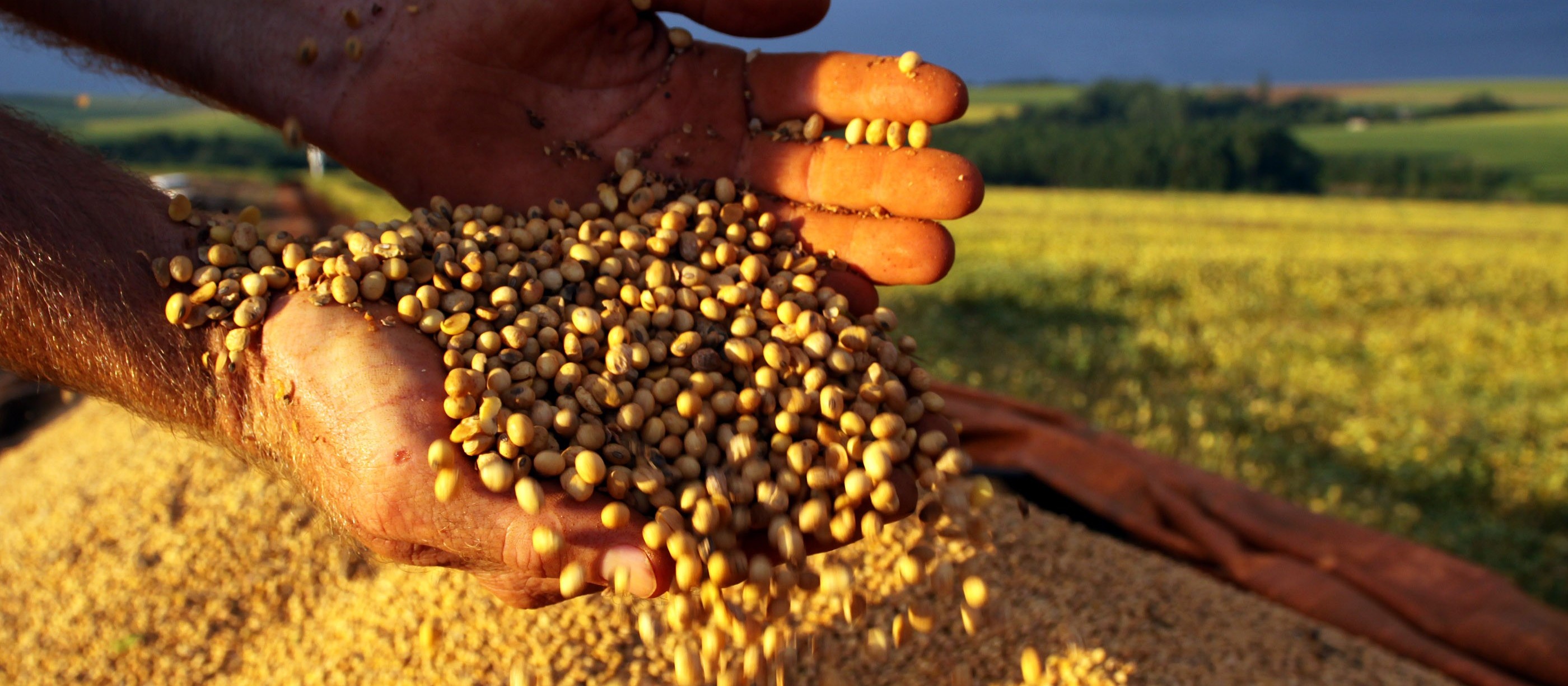 Soja custa R$ 68 em Maringá