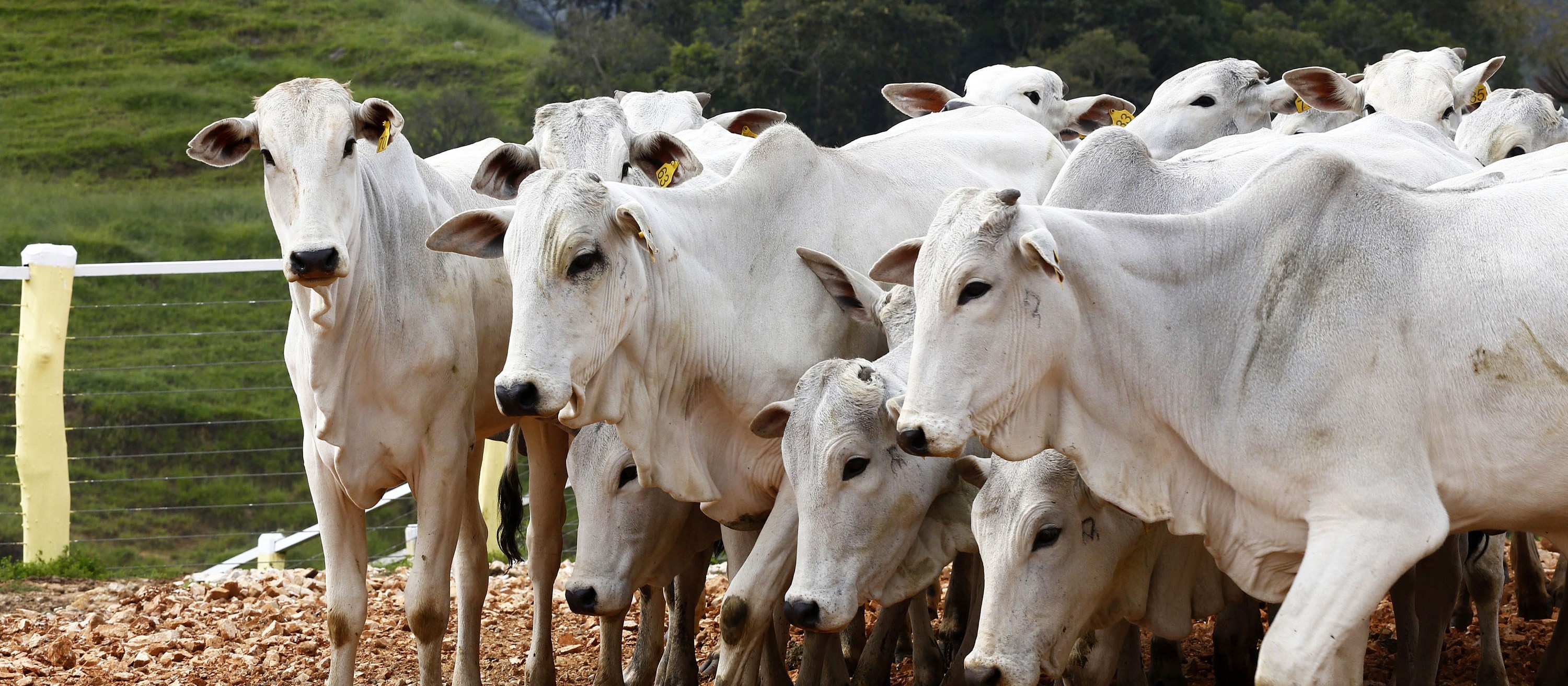 Arroba do boi gordo custa R$ 150 em Maringá e Paranavaí