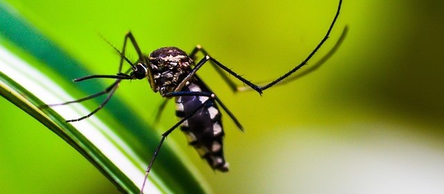 Paraná tem 27.627 novos casos de dengue e mais 38 mortes