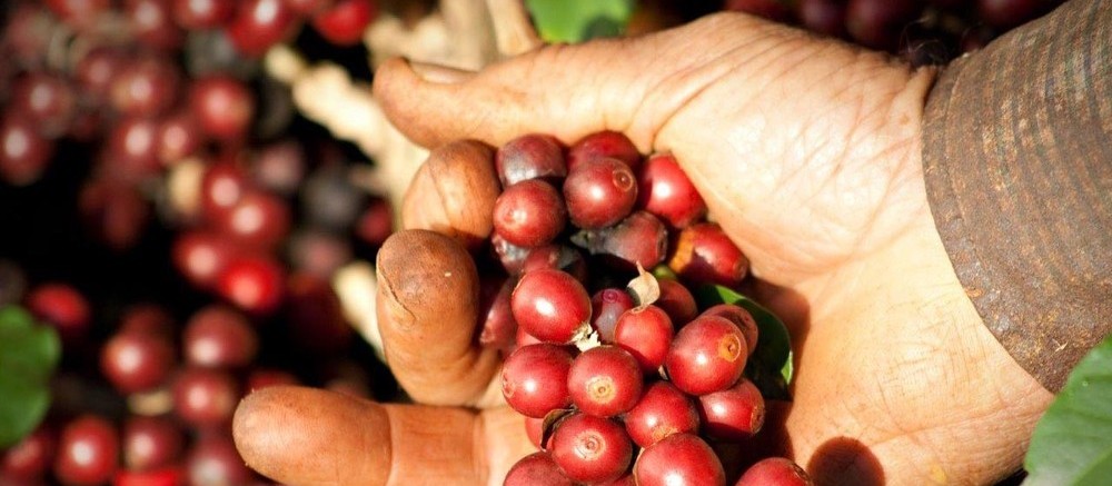 Falta de chuva em 2018 prejudicou safra de café