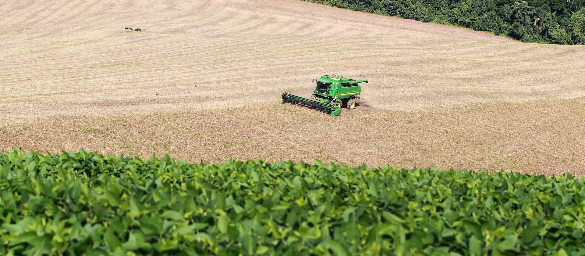 Preço dos produtos agropecuários seguem elevados no 1º trimestre de 2021