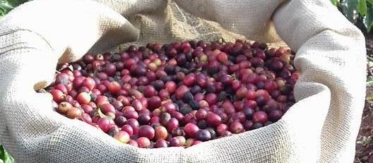 Preço do café em Umuarama é mais alto que em Maringá