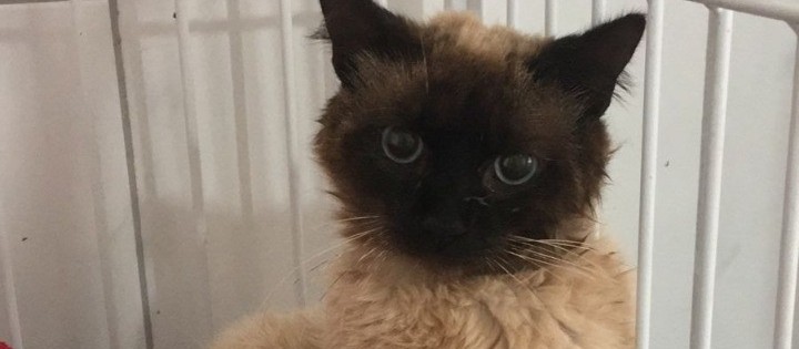 Gato é resgatado com bala de arma de fogo alojada na coluna