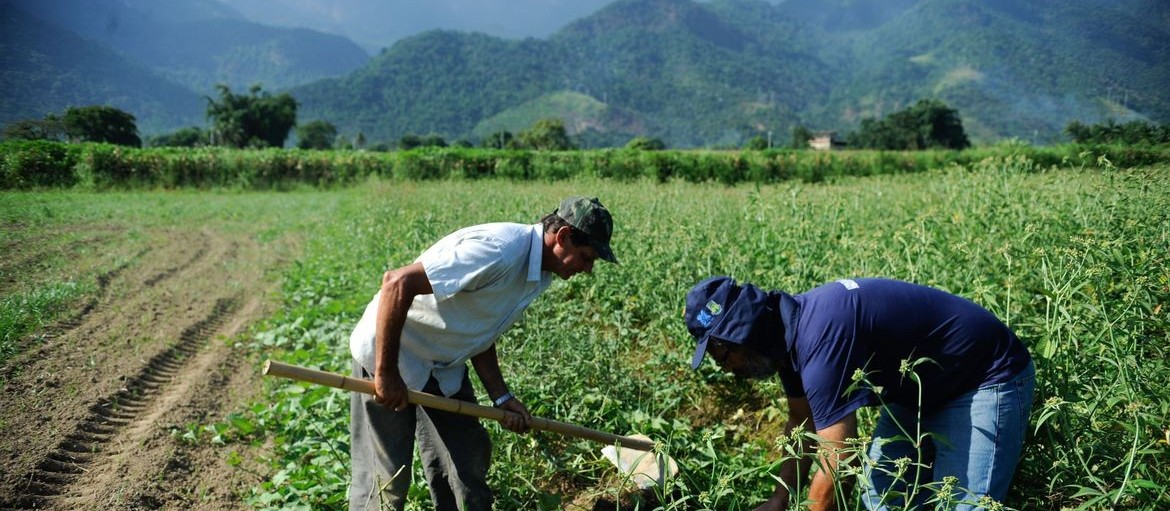 Agricultores de batata Ágata e feijão estão recebendo menos na comercialização dos produtos 