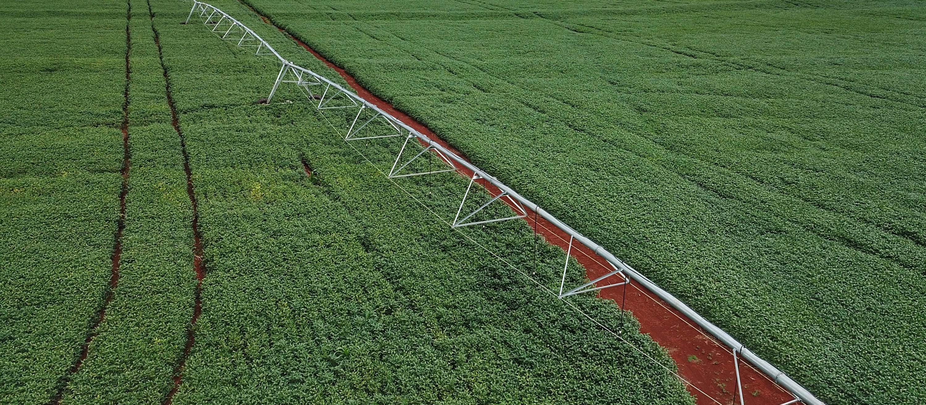 Preço dos principais fertilizantes sofrem reajuste de mais de 350%