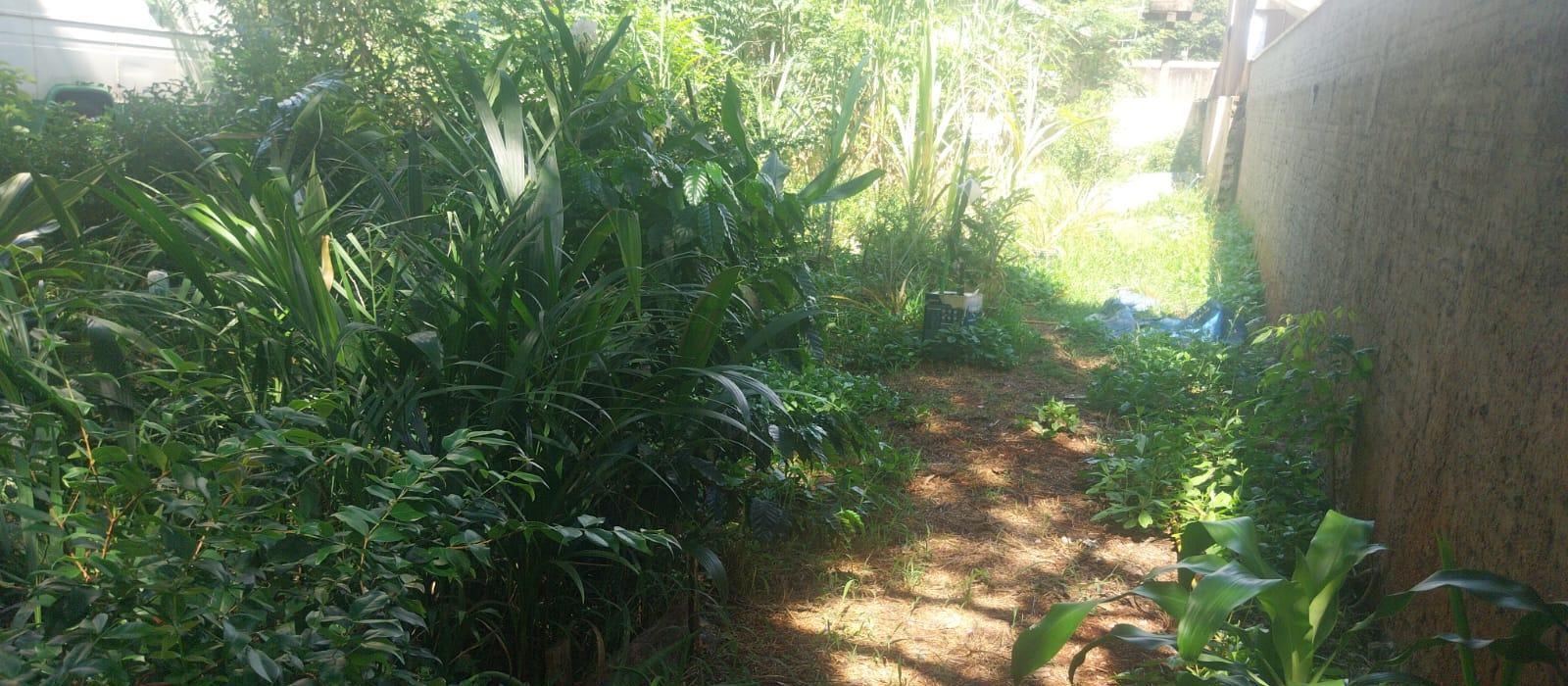 Qual a diferença entre jardim e mato em áreas urbanas?