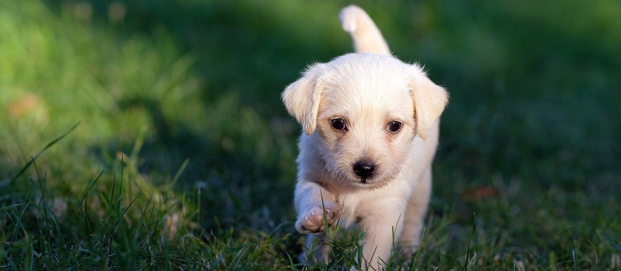 Ter um animal de estimação é qualidade de vida, diz especialista