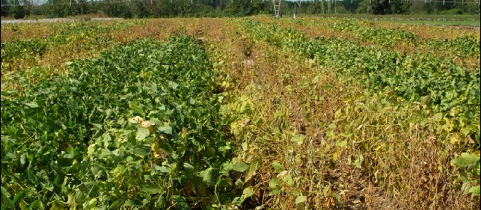 Ferrugem da soja preocupa agricultores