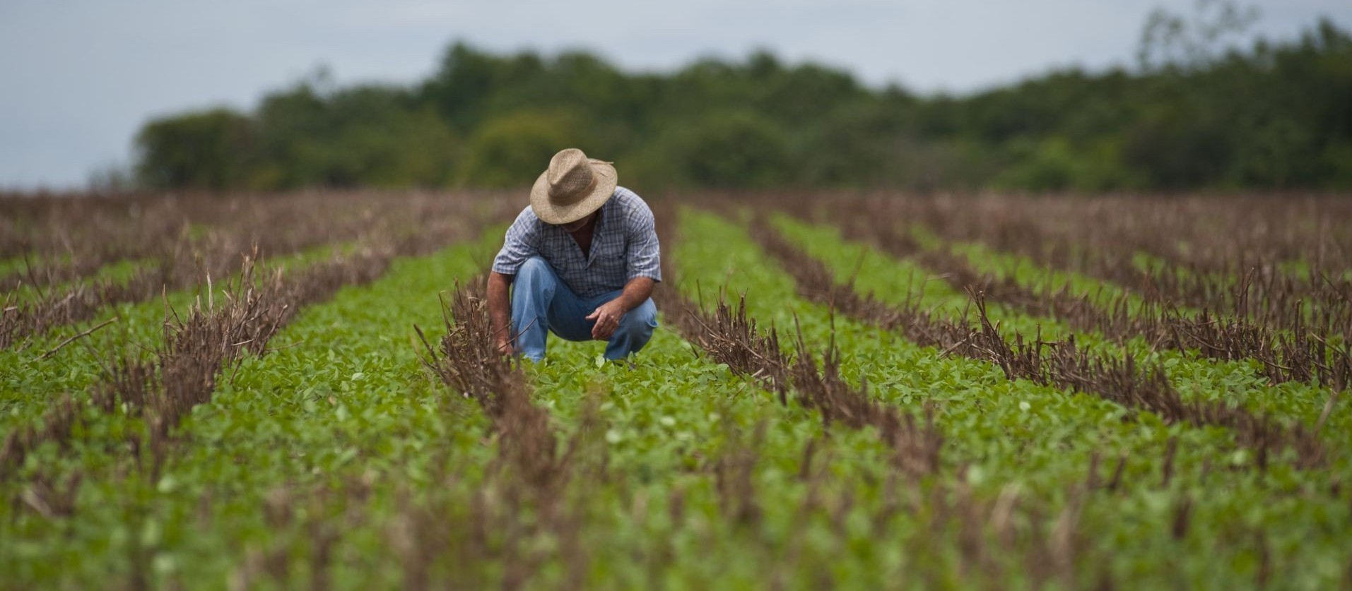 Contratação do crédito rural somou R$ 148,25 bilhões na safra 2022/23 até outubro 