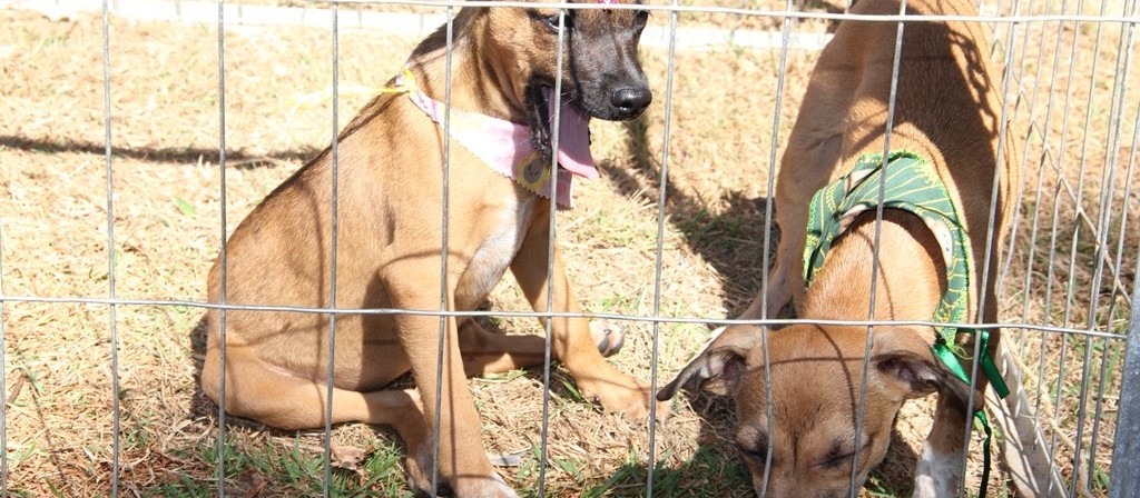  Maringá terá nesse sábado (13) feira de adoção de animais