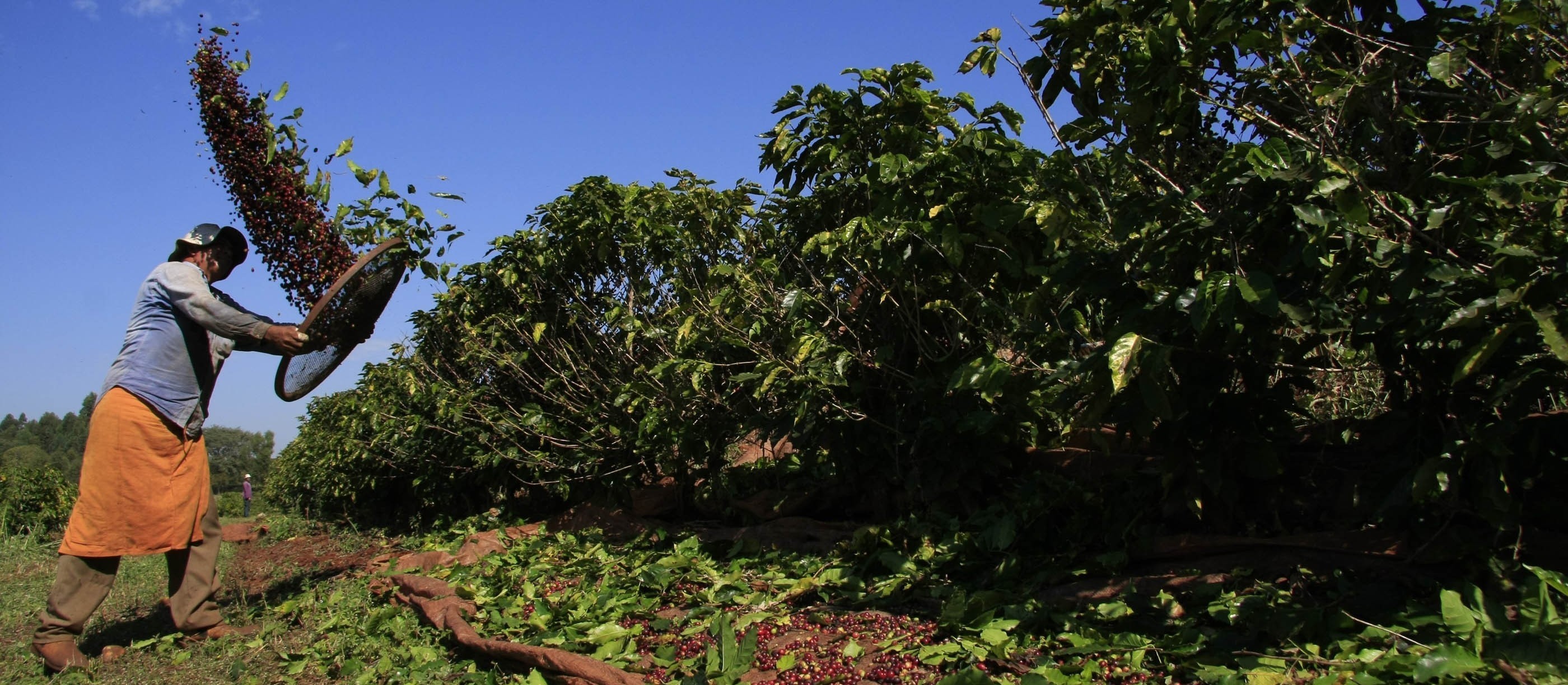 Deral calcula 500 mil sacas de café na safra 2022