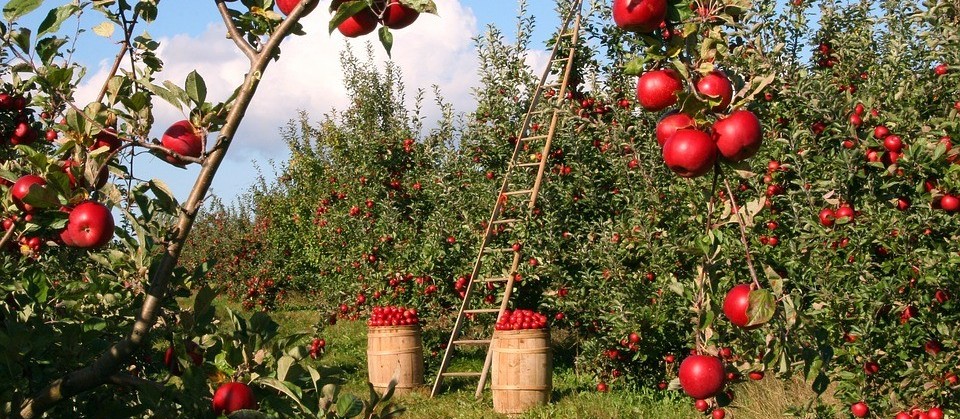 Brasil é o 3º maior produtor de frutas do mundo, mas exporta apenas 2,5% do que colhe