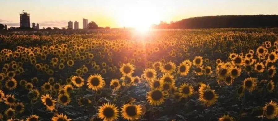 Campo de girassóis começa a florescer em Maringá; veja detalhes