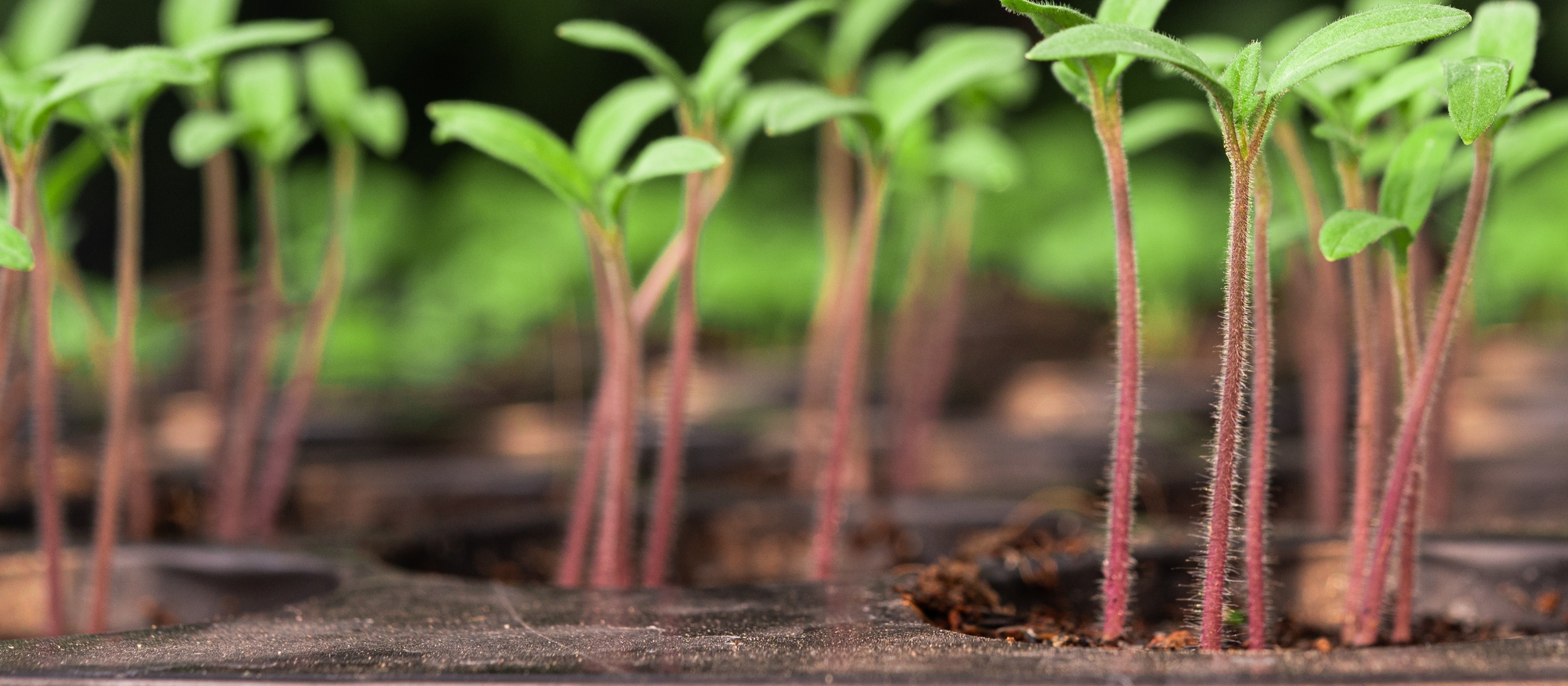 OSM pede impugnação de editais para aquisição de mudas de plantas