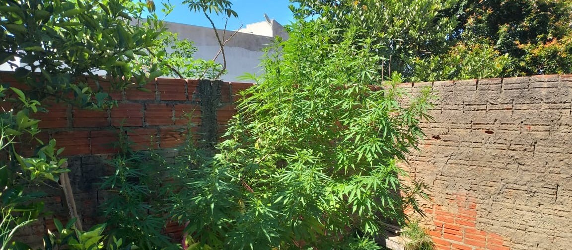 Polícia apreende dois pés de maconha no distrito de Iguatemi