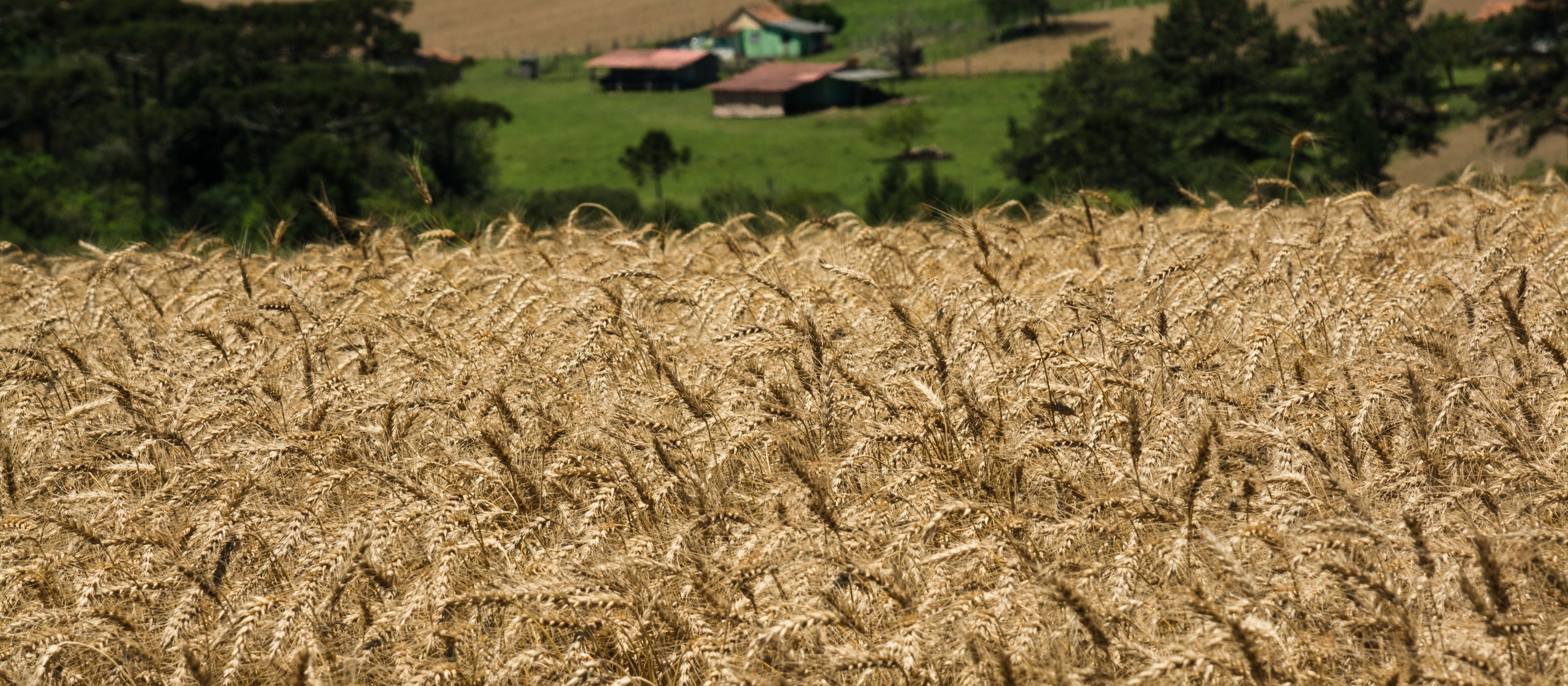 Trigo custa R$ 46,50 a saca em várias praças do Paraná