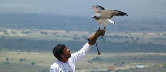 Parque dos falcões e suas atrações 