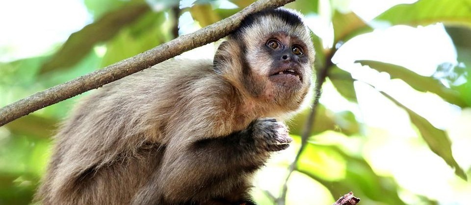  Macacos mortos em Maringá não estavam com febre amarela