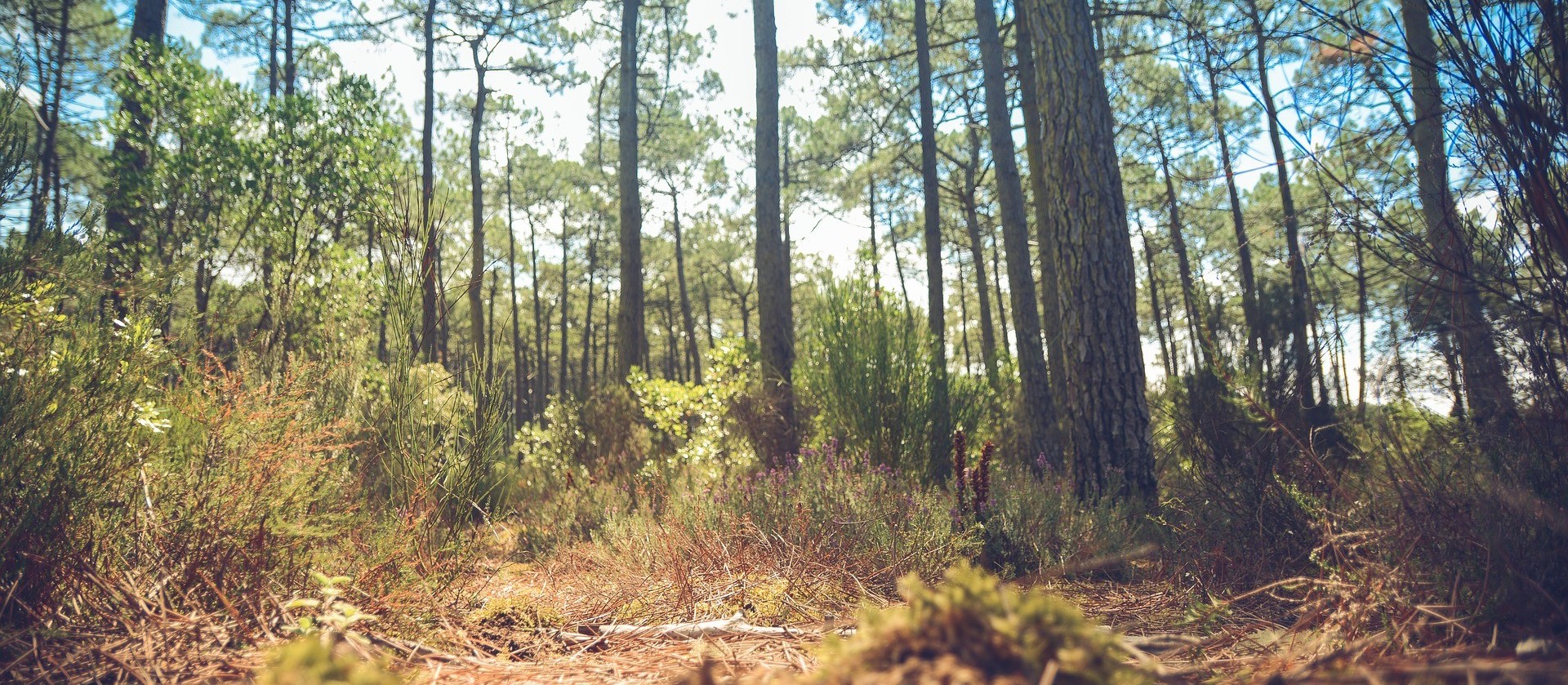 Se o Brasil apostar na economia verde, haverá impacto no PIB