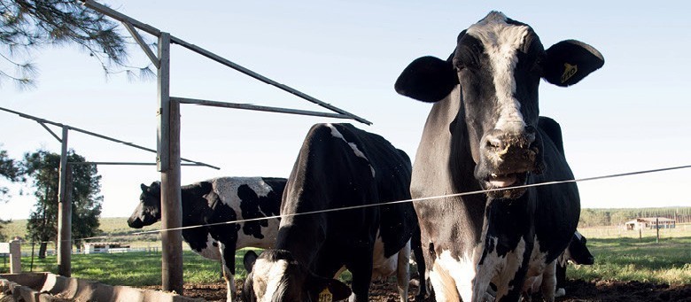 Arroba da vaca gorda custa R$ 142 em Maringá e Paranavaí